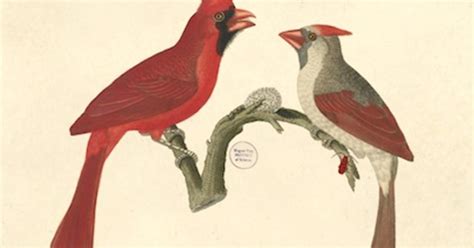 Magic bird courtship of rivala